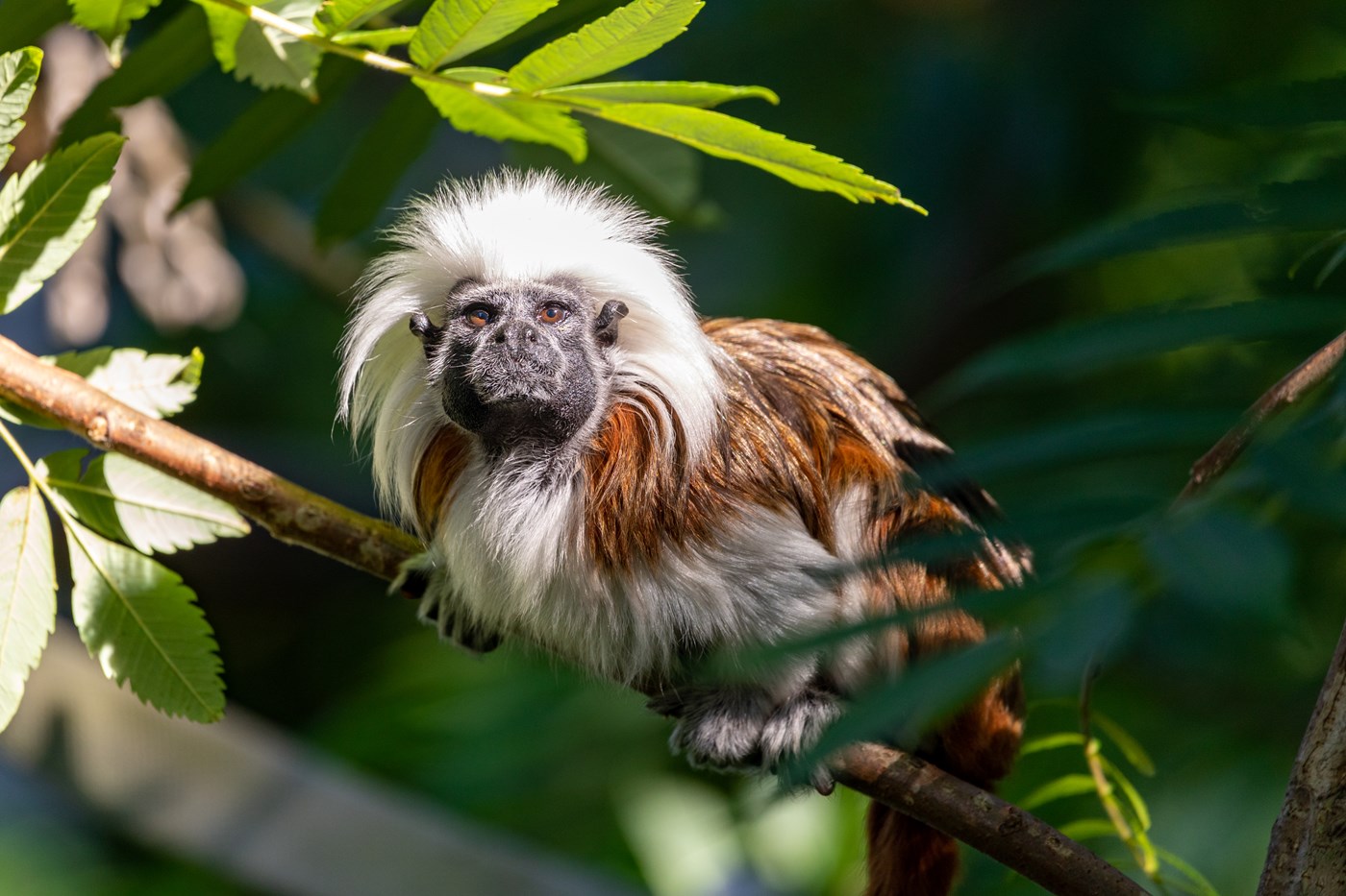 Tierwelt Herberstein Lisztaffe