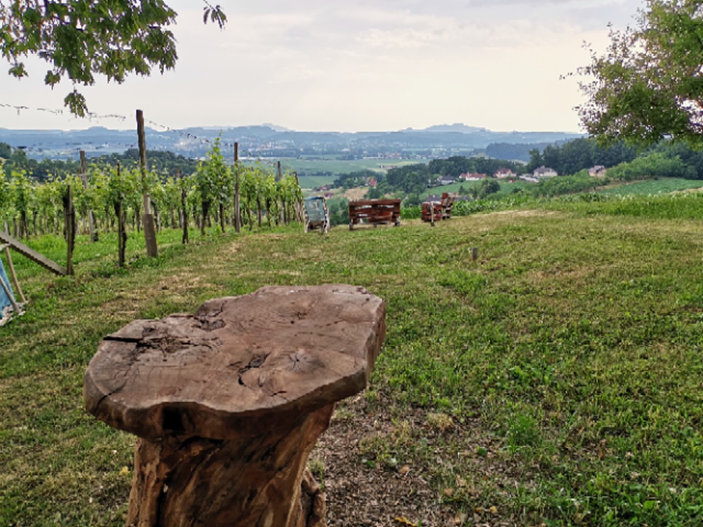 Blick vom Weinberg in das weite Tal